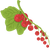 蔓越莓 cranberry icon