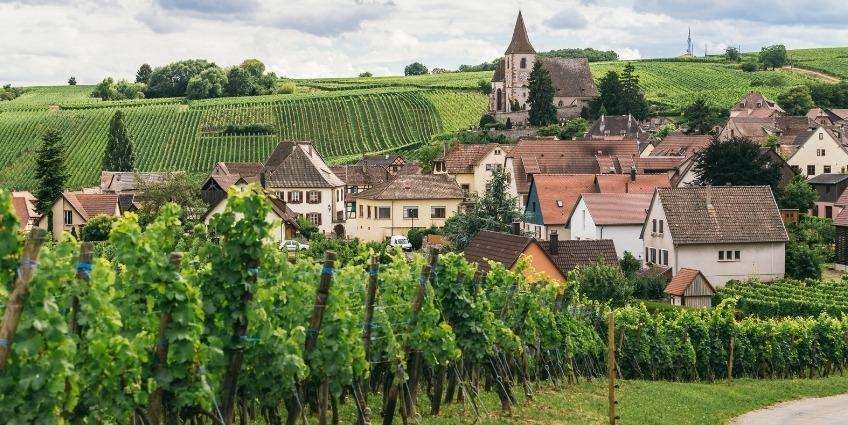 勃根地葡萄酒101