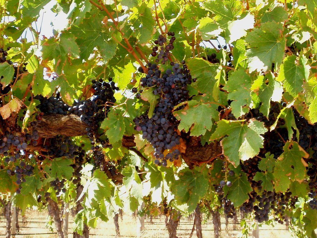 澳洲葡萄酒: TOP3 知名葡萄品種