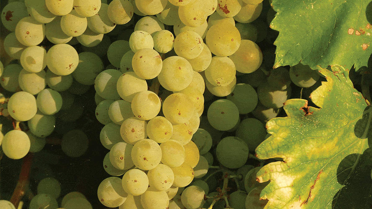 你沒聽過的白葡萄品種