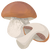 香菇 mushroom icon
